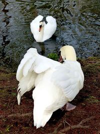 Swan swimming in lake