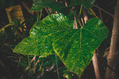 Close-up of wet leaves on land