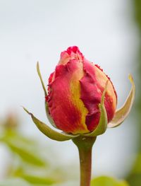 Close-up of pink rose