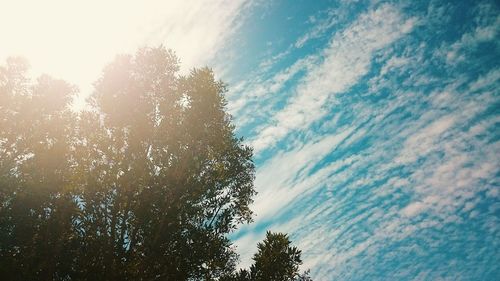 Low angle view of tree against sky