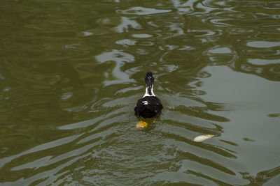 High angle view of swan swimming on lake