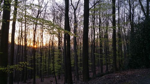 Trees in forest