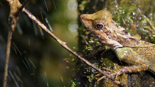 Close-up of frog on plant