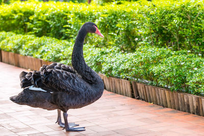 Black bird on a footpath