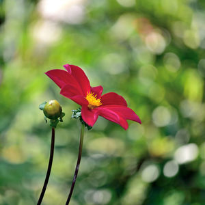 Close-up of red flowering plant