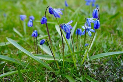 Close-up of purple crocus flowers blooming on field