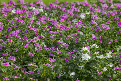 Close-up of pink flowering plants