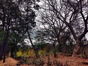 Bare trees on landscape