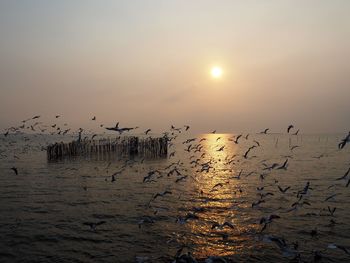 Flock of birds flying over sea during sunset