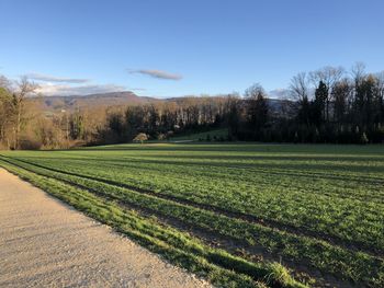 Scenic view of agricultural field against sky