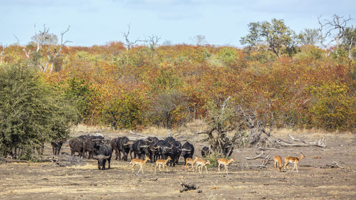 View of horses on field against trees