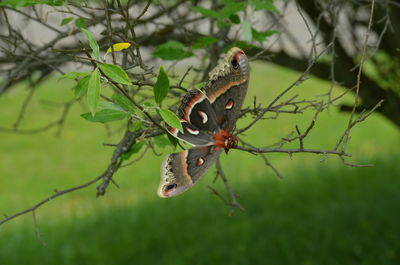 Close-up of butterfly on plant