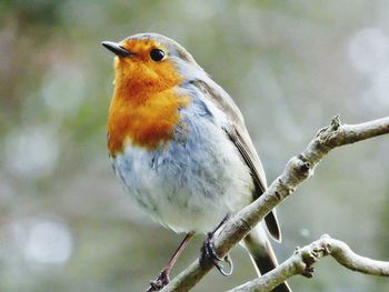 Close-up of bird perching on branch