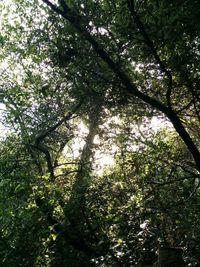 Low angle view of trees in forest