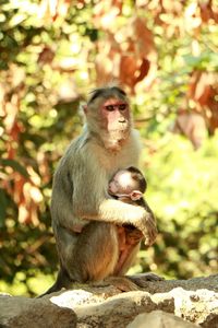 Monkey sitting on rock