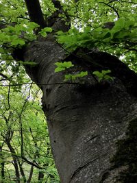 Low angle view of tree trunk in forest