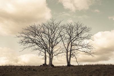 Bare tree on field against sky