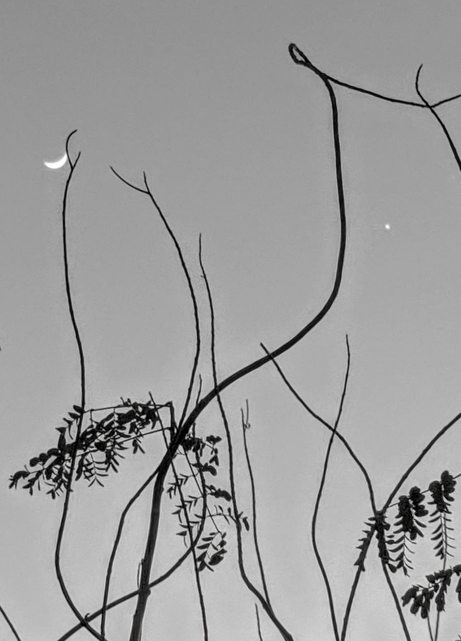 LOW ANGLE VIEW OF SILHOUETTE PLANTS AGAINST SKY
