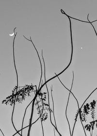 Low angle view of silhouette bare tree against sky