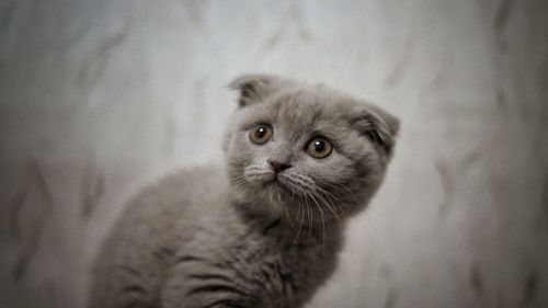 Close-up portrait of cat