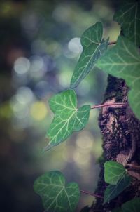 Close-up of leaves on plant