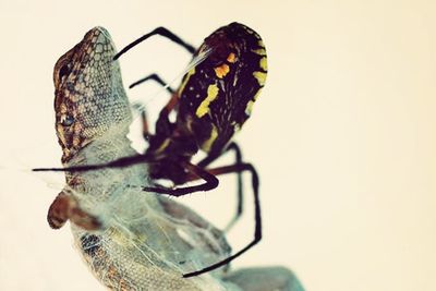 Close-up of insect over white background