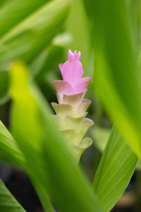 Close-up of pink rose plant