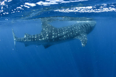 Fish swimming in sea