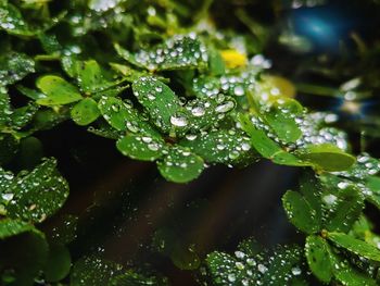 Close-up of wet plant leaves during rainy season
