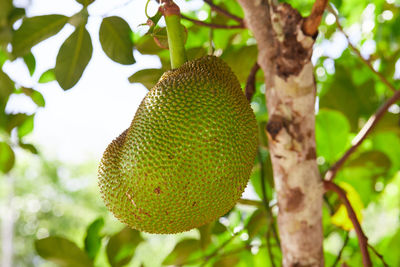 Low angle view of tree