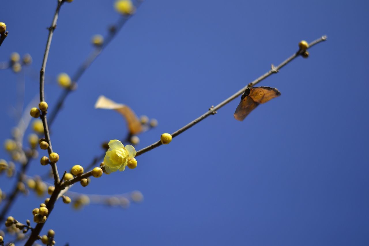 clear sky, blue, low angle view, flower, growth, nature, branch, freshness, yellow, beauty in nature, fragility, focus on foreground, plant, day, tree, copy space, close-up, twig, stem, one animal