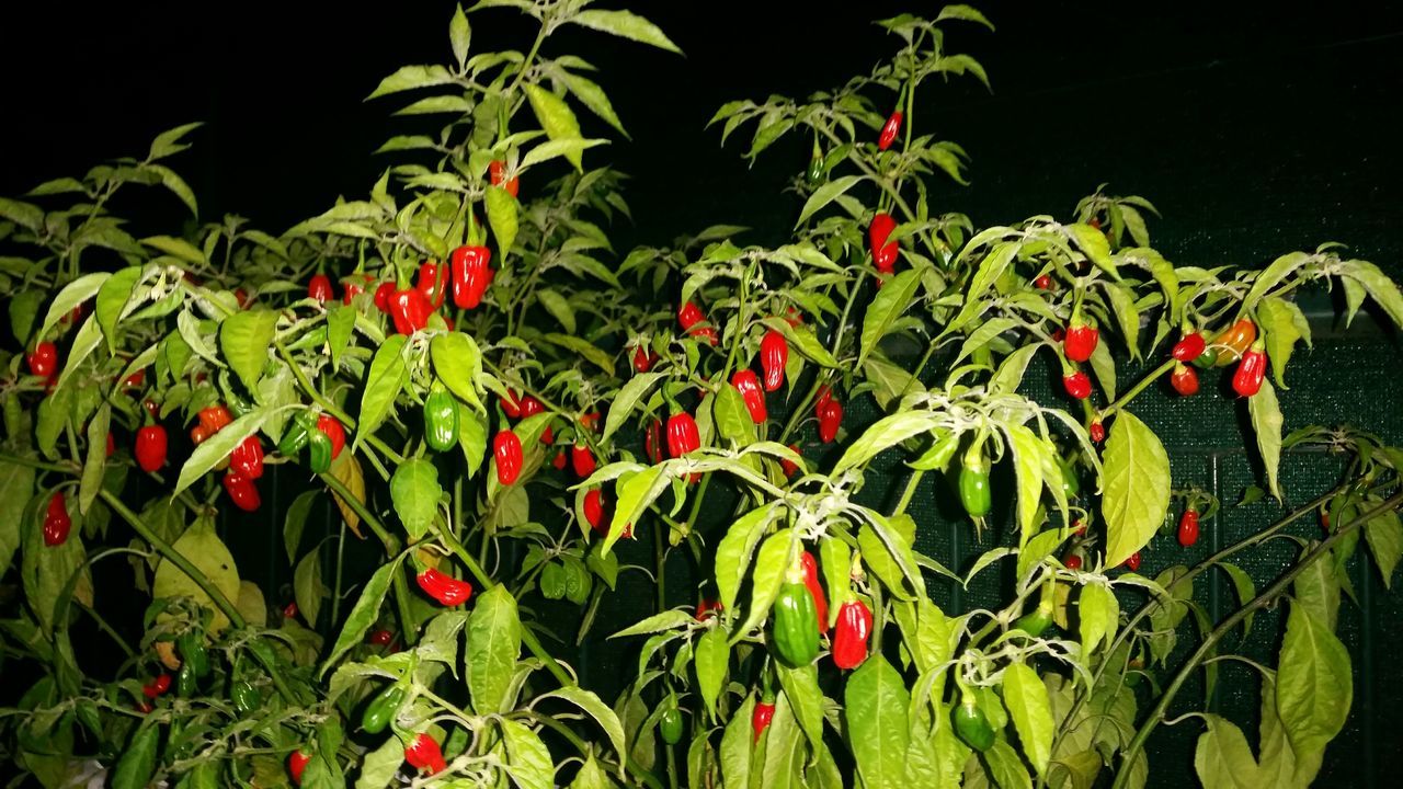 red, freshness, growth, leaf, fruit, plant, food and drink, nature, green color, growing, food, beauty in nature, healthy eating, close-up, flower, stem, tree, branch, ripe, no people