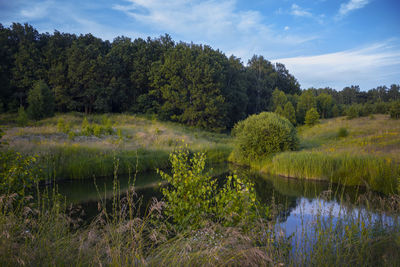 Scenic view of lake against trees in forest