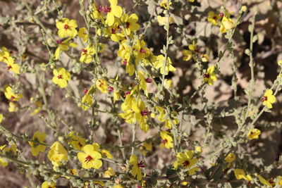 Close-up of yellow flowering plant