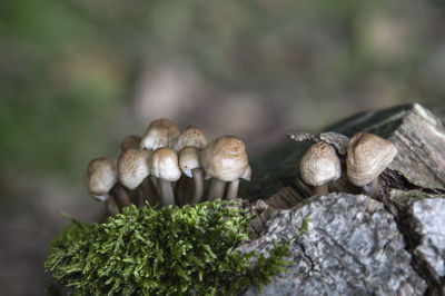 Close-up of fungus growing on tree trunk