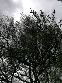 Low angle view of silhouette bird flying against sky