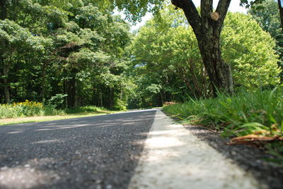 Road amidst trees