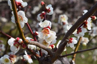 Close-up of apple blossoms in spring