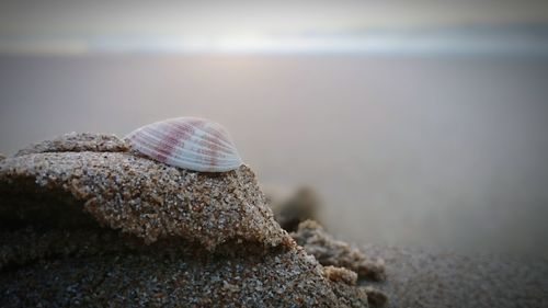 Close-up of seashell at beach