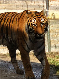 Tiger in a zoo