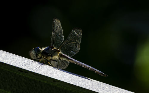 Close-up of dragonfly on plant