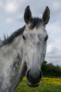 Close-up portrait of horse on field against sky