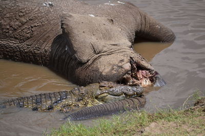 High angle view of elephant in lake