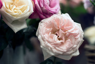 Close-up of rose bouquet