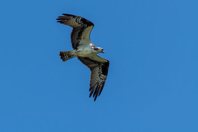 Low angle view of eagle flying against clear blue sky