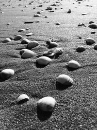 Seashells on the beach