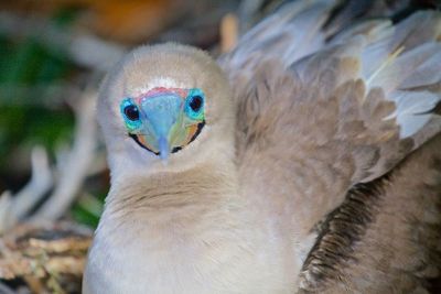 Close-up of animal eye