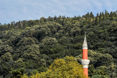 Plants and trees in forest against sky