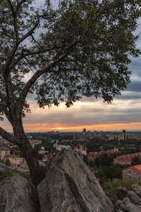 Trees in city against sky during sunset