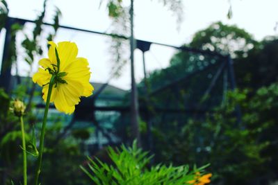 Close-up of yellow flowering plant